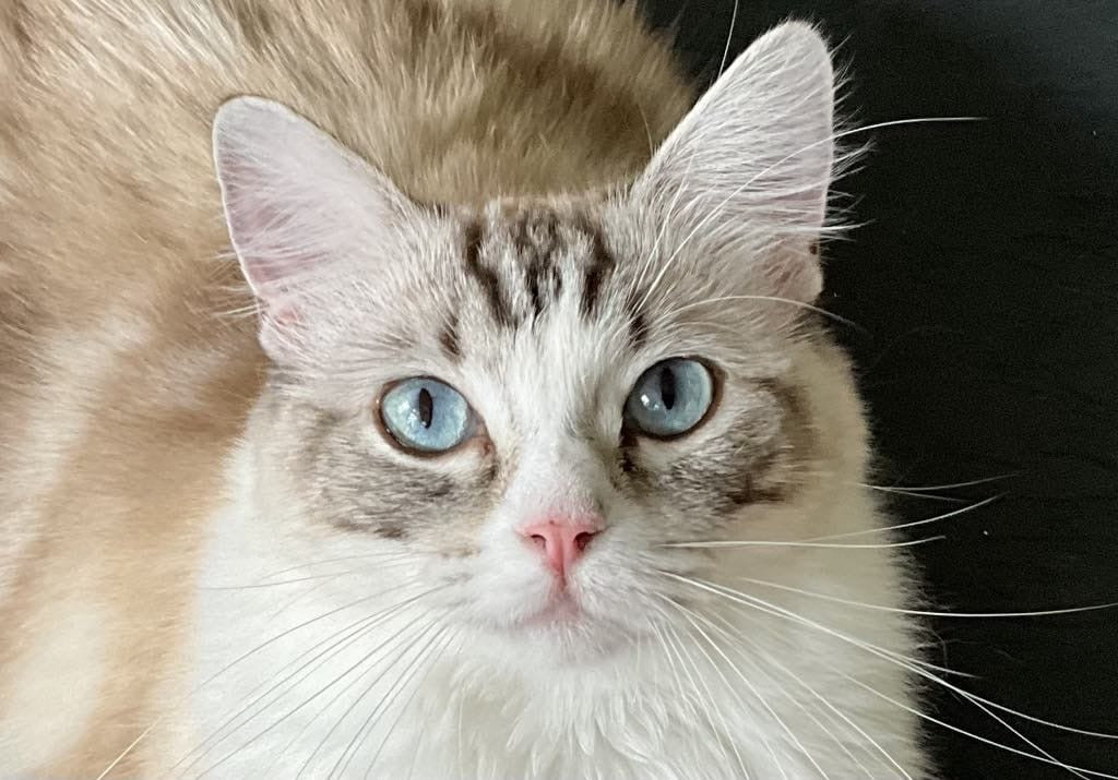 Seal tabby point & blanc (Femelle)