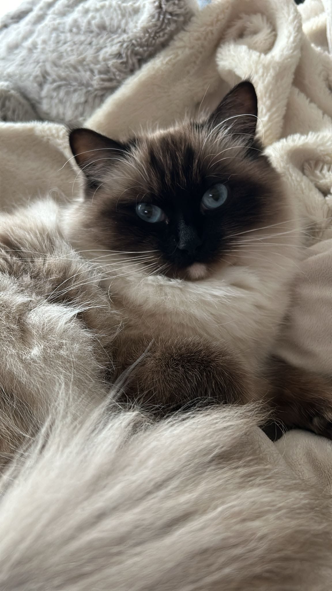 Seal mitted (Femelle)